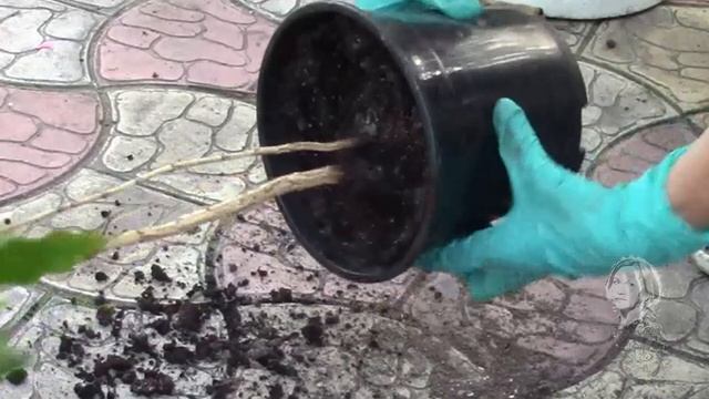 КОФЕЙНОЕ ДЕРЕВО! ПОРА В НОВОЕ КАШПО! смотреть онлайн