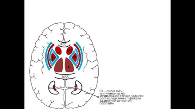 Базальные ядра и желудочки головного мозга - лекция смотреть онлайн