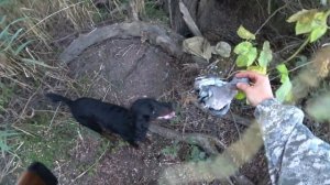 Я под деревом сижу, я на голубя гляжу - Секретная ОХОТА на Вяхиря (дикого голубя)