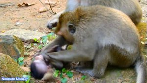 MILLIONS BREAKING HEART_ THE MISERABLE LIFE OF BABY MONKEY || WHY ADULT MONKEY MISTREATED BABY ONE?