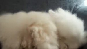 Warning Extreme Cuteness Part 2  Bichon Frise Loving Lion Head Bunny