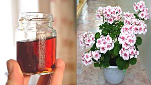 Лучшие натуральные органические домашние подкормки для герани от которых она пышно цветет!