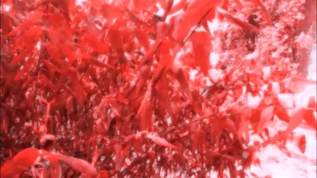 WHAT WEEE ARE - The Flight of the BumbleWEEE - Hyperlapse смотреть онлайн