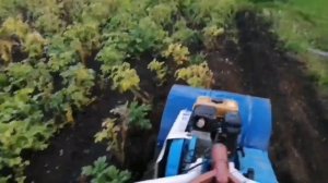 Мульчирование ботвы картофеля, мотоблоком Нева.