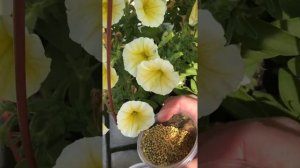 Удобрение для цветов Осмокот Блюм 12-7-18+TE Osmocote Bloom