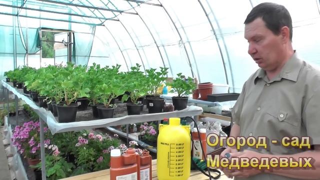 Как подобрать подкормки во время плодоношения томатов