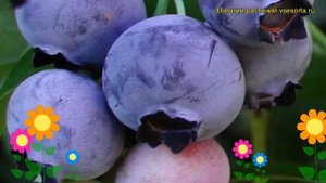 Голубика высокорослая Голдтрауб71. Краткий обзор, описание vaccinium corymbosum Goldtraube71