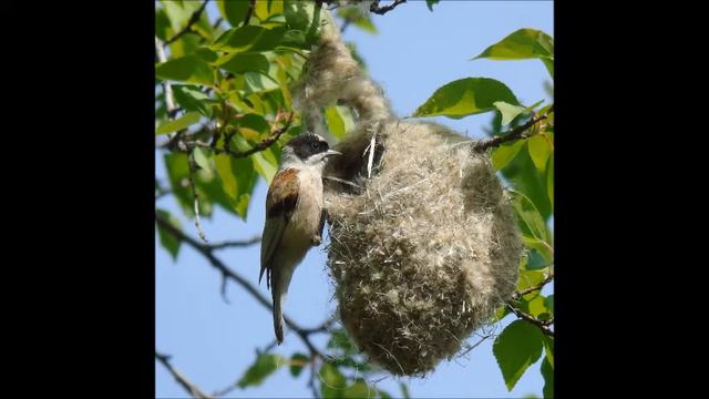 Ремез видео. Синица ремез. Гнездо синицы ремез. Ремез тростниковый. Обыкновенный ремез самка.