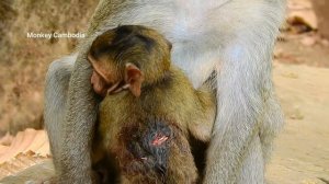 OMG!Breakheart! Baby Janna was attacked by big monkey until got injury, Too hurt on Janna