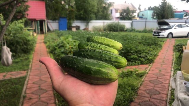 Огурцы