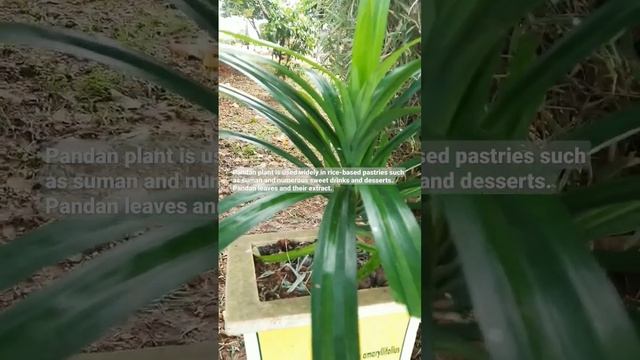 Pandan plant (pandanus amaryllifolius) #medicine #homeopathy #shorts