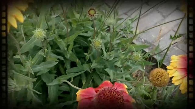 Релакс видео - цветы и шмель. смотреть онлайн