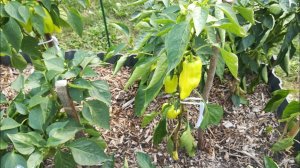 Делаем ЛЕНИВУЮ ГРЯДКУ, чтобы не полоть, не поливать и не удобрять. На опавших яблоках и ботве.