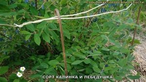Жимолость сорта.Жимолость съедобная сорт Лебёдушка и сорт Калинка