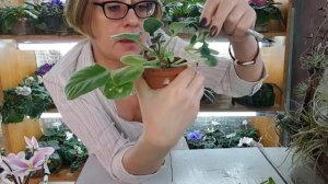 Размножение фиалок химер