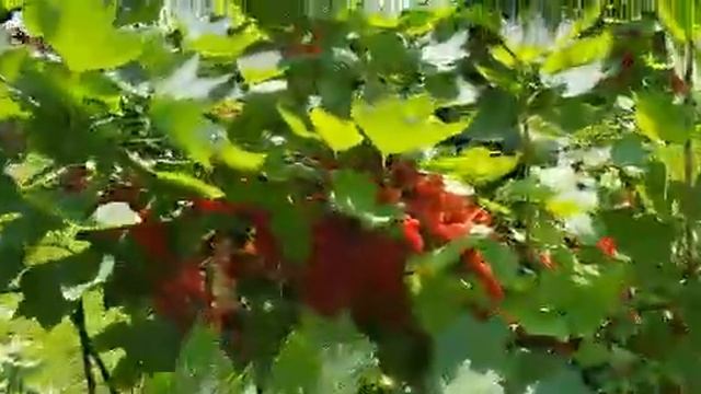 Органическое земледелие Плодородие Урожайный сад