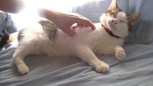 PUBLIO. EX GATO SALVAJE. RESCUED CAT BARCELONA смотреть онлайн