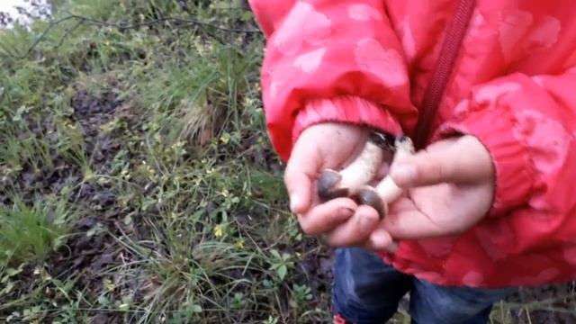 прогулка по берегу реки за грибами смотреть онлайн
