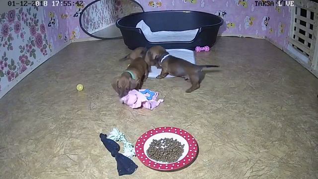 Питомник Я Такса смотреть онлайн