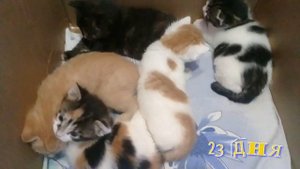 Развитие котят от 0 до месяца.Как взрослеют малыши.