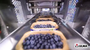 Упаковка ягод в перезакрываемый лоток из картона на трейсилере ULMA TSA 680P