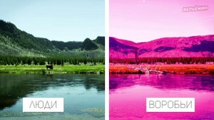 НЕВЕРОЯТНО! КАК ВИДЯТ МИР ЖИВОТНЫЕ И ЛЮДИ