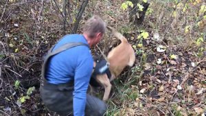 Дрессировка собак. Защитная служба.