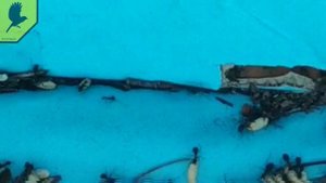 Простой способ заготовки муравьиного яйца (куколок) для певчих птиц.