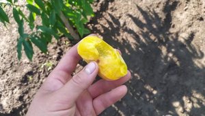 сорт інжирного персика "Бельмондо"