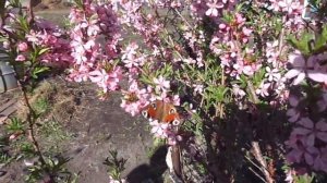 Сакура  в Сибири ...