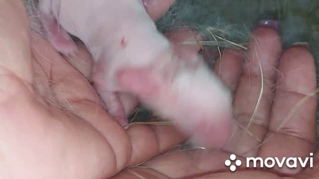 Окрол крольчихи Белый Великан от Фландера. Пять первых дней из жизни новорождённых крольчат.