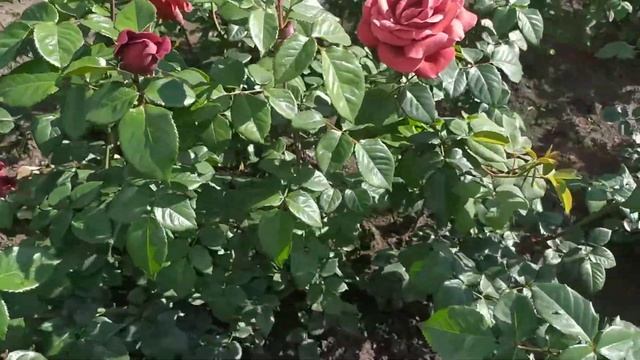 ТЕРРАКОТА (Terracotta My Lovely, Terra Cotta), Alain Meilland Франция, 1994 г. Срезочные розы смотреть онлайн