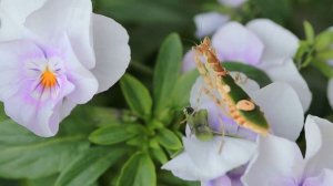 Самочка цветочного богомола наводит красоту