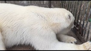 Тренинг белой медведицы Айки...Training of the polar bear Aiki... Video of the Moscow Zoo...