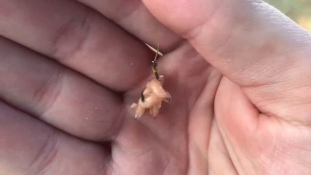 Рыбалка в Ставропольском Крае Осенью, на Реке. смотреть онлайн