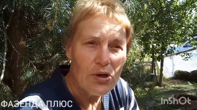 Вороны украли все яйца смотреть онлайн