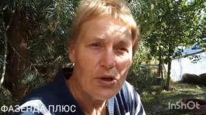 Вороны украли все яйца