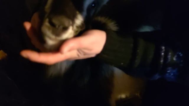 як взнати скільки козі років по зубах ... смотреть онлайн