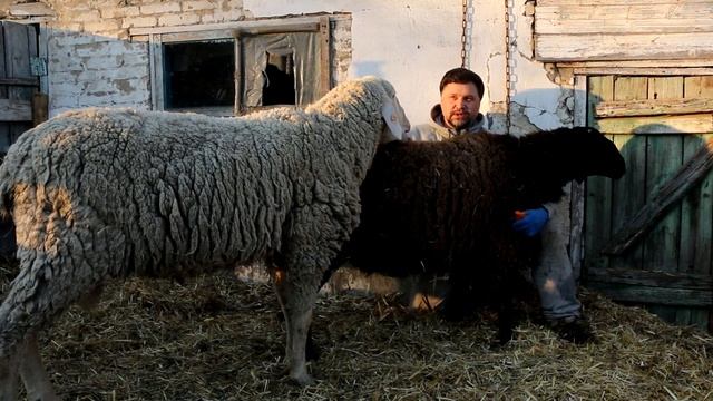 Сравнение баранов. Меринос или курдючный? Почему не хотим держать гиссар