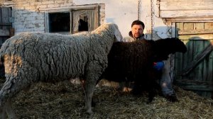Сравнение баранов. Меринос или курдючный? Почему не хотим держать гиссар
