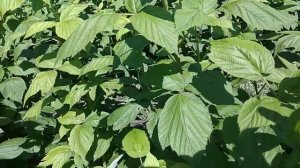 Малина Харитейдж , 2 год после посадки