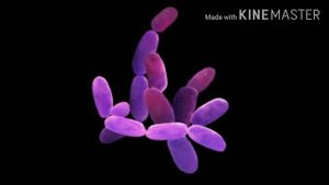 Археи-домен живых организмов.