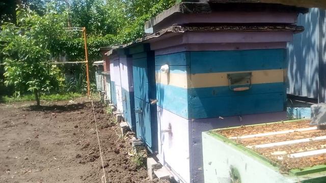 Мариуполь пчелы работают на акации смотреть онлайн