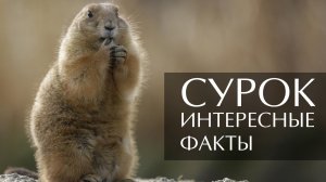 Сурок. Интересные факты