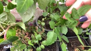 Пересадки растений и букетный способ посадки