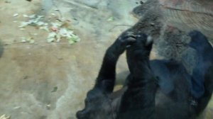 Равнинная горилла (lowland gorilla). Московский зоопарк (Moscow Zoo).