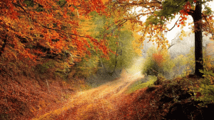 Звук осеннего дождя в лесу 🌿 Шум осеннего дождя в лесу