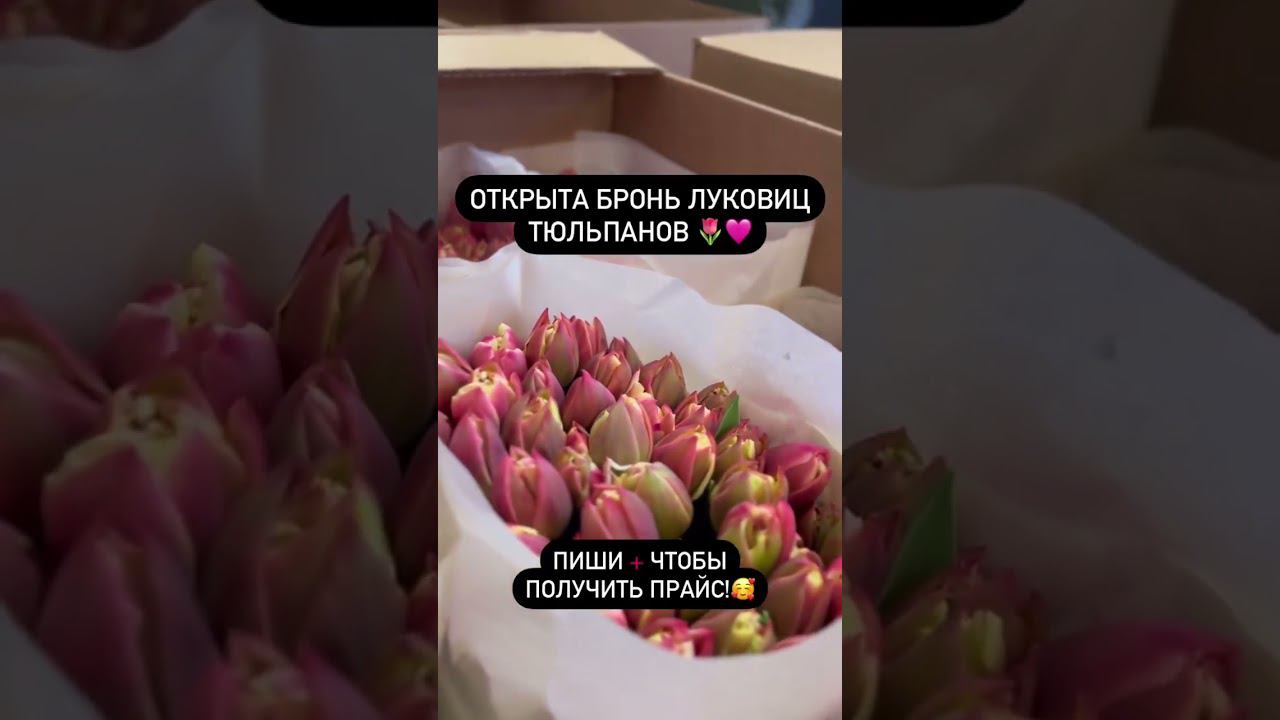 #тюльпаны #тюльпаныоптом #выгонкатюльпанов #цветы #луковицы