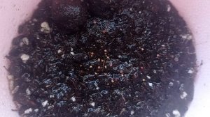 Набор для выращивания земляники в домашних условиях. Сорт АЛИ-БАБА.