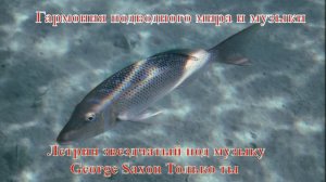 24. Летрин звездчатый под музыку George Saxon Только ты